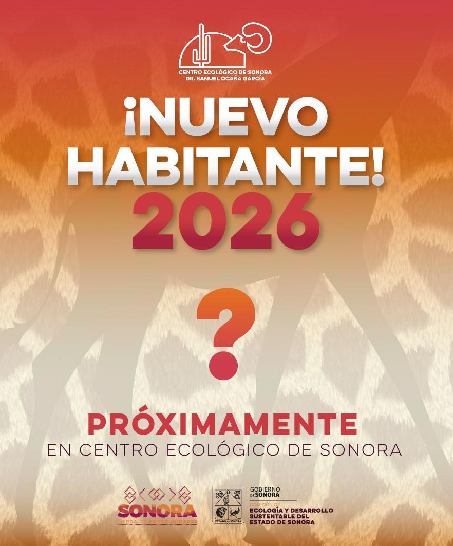 #Sonora | Anuncian nuevo habitante en el Centro Ecológico de Sonora; apuntan a la llegada de una jirafa

Hermosillo, Sonora.- El gobernador Alfonso Durazo Montaño anunció que durante febrero de 2026 el Centro Ecológico de Sonora “Dr. Samuel Ocaña García” dará la bienvenida a un