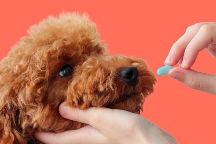 Pet prescriptions are now being integrated into one of the UK’s largest online pharmacy platforms — ahead of the CMA’s final decision on vet sector competition.
Full story on VetNurse: dlvr.it/TQwFk3