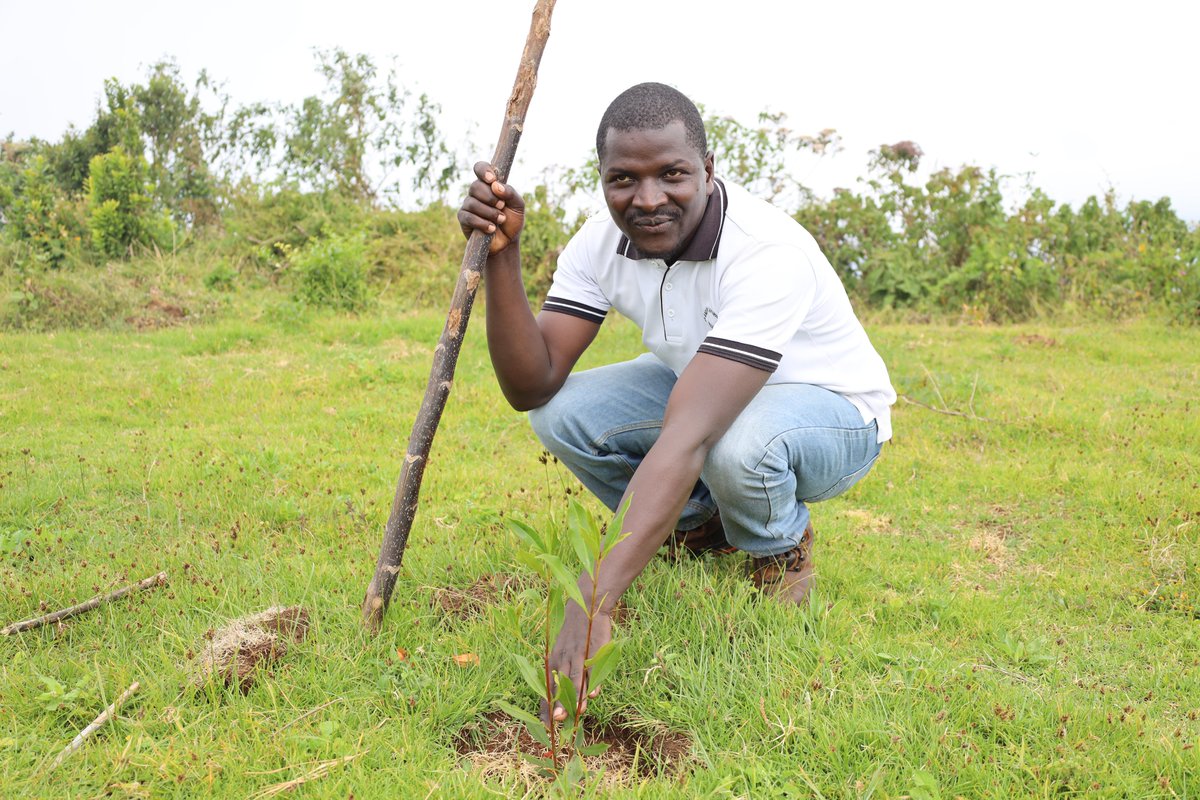 Mount Elgon Tree Growing Enterprise tweet media