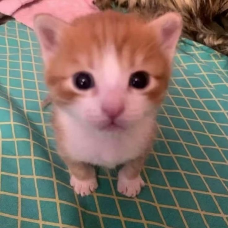 컴백 준비하면서
티니들 심심하지 말라고
하찮은 로그 편집해쥬고 
안무도 참여하고!!! ㅠㅠ
산 엄청 기특하고 멋진 천사 고양이