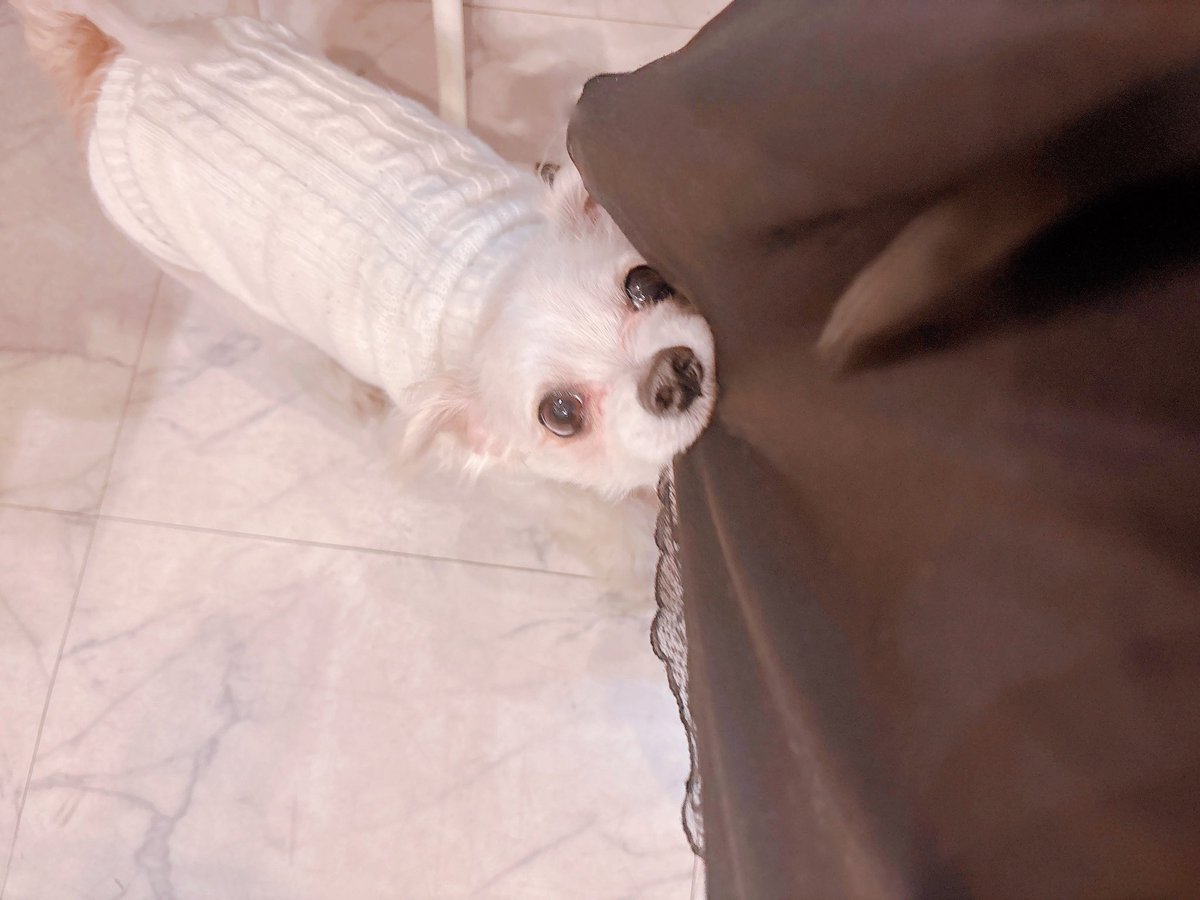 夢語なるみ🩷ྀི 4/8西川口Galaxy tweet media