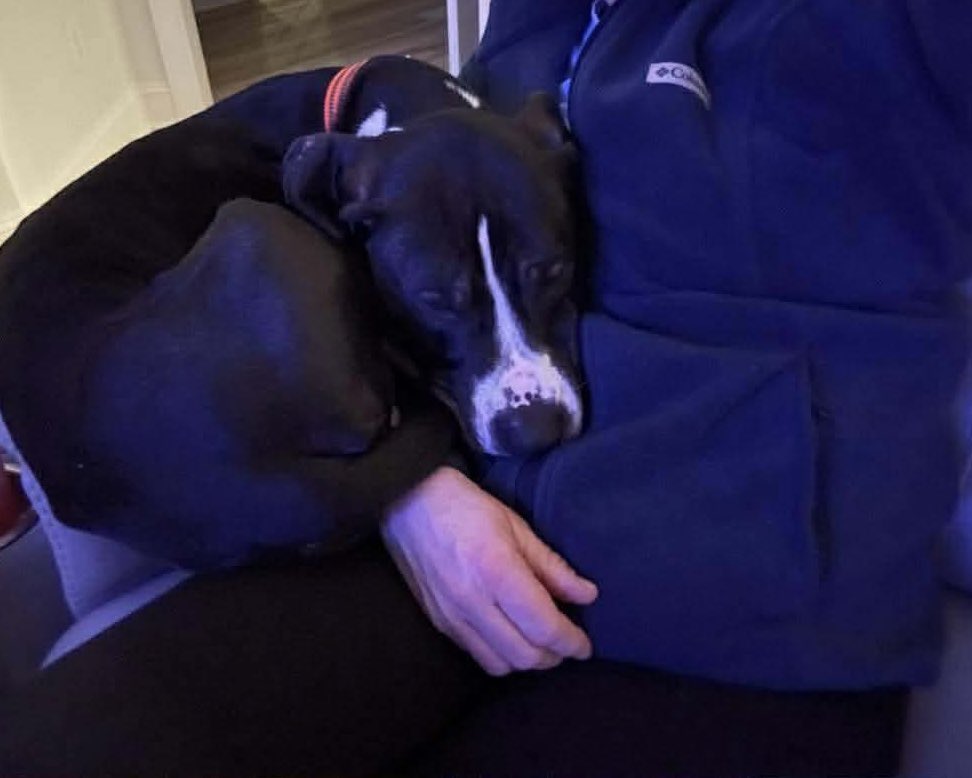 Oakley is hoping for a forever home!
1.5 yo, hound mix
His Foster’s says;
Oakley is SO cute! 
He is super snuggly and doesn’t move in a big bed! 
He is very curious but has AMAZING recall. 
He knows sit, come and stay (ish). I think he knows more. 
He has a great disposition!
He