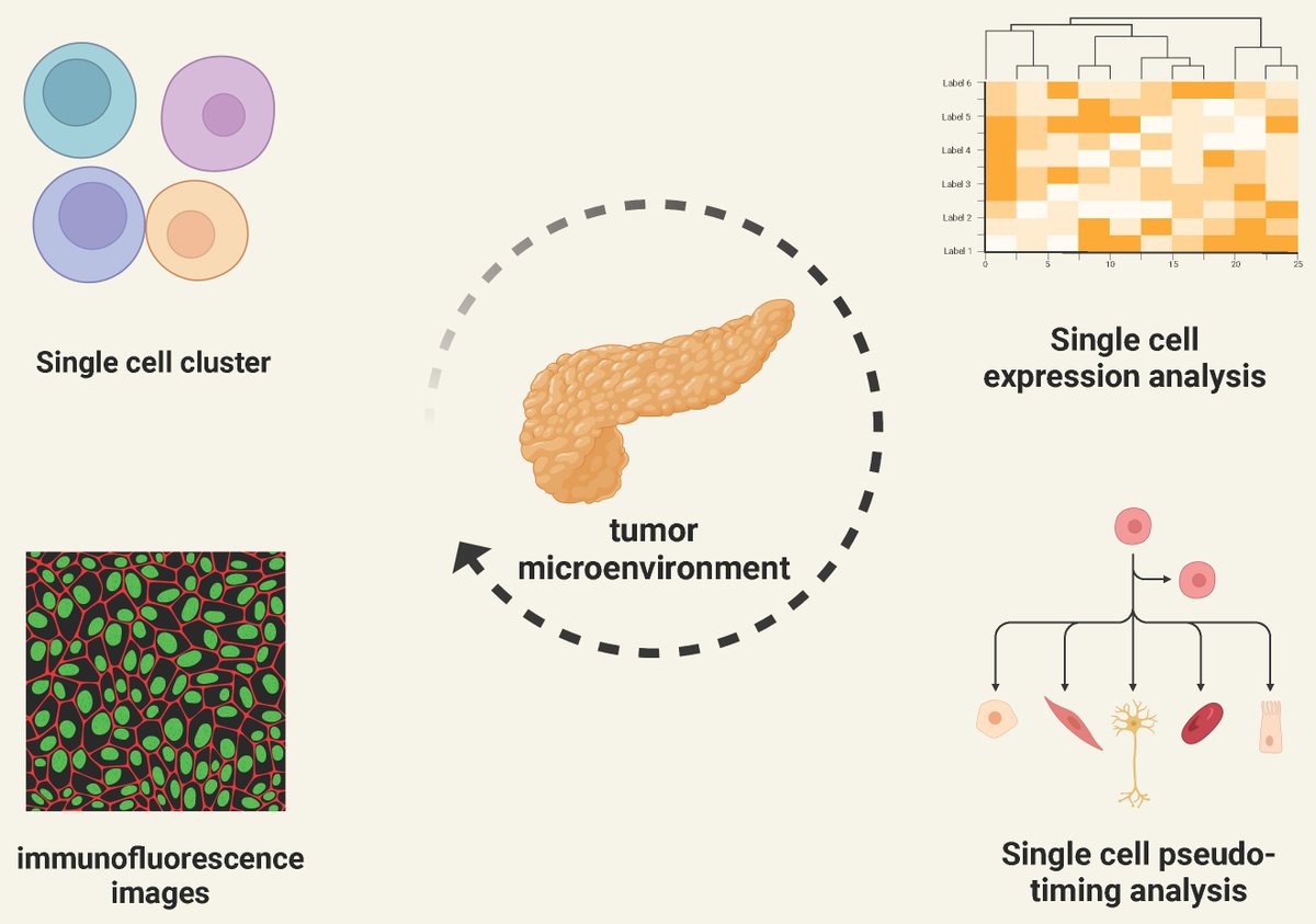 ClinAdv's tweet photo. 🚀Recently published🚀

Single-cell pseudotime and cell communication analysis of pancreatic cancer

🔗Read the article: https://t.co/d0FfvvjLLu

#academicpublishing #medicalresearch #MedicalInnovation #OpenScience #AdvClinExpMed
#PancreaticCancer #SingleCellRNAseq #scRNAseq https://t.co/2C7PERFZUZ