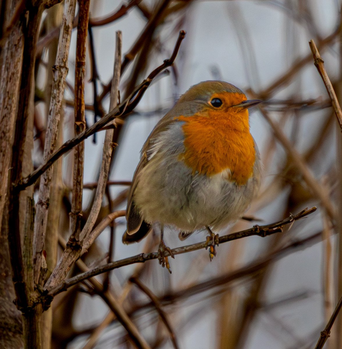 Ray Browell Photography tweet media