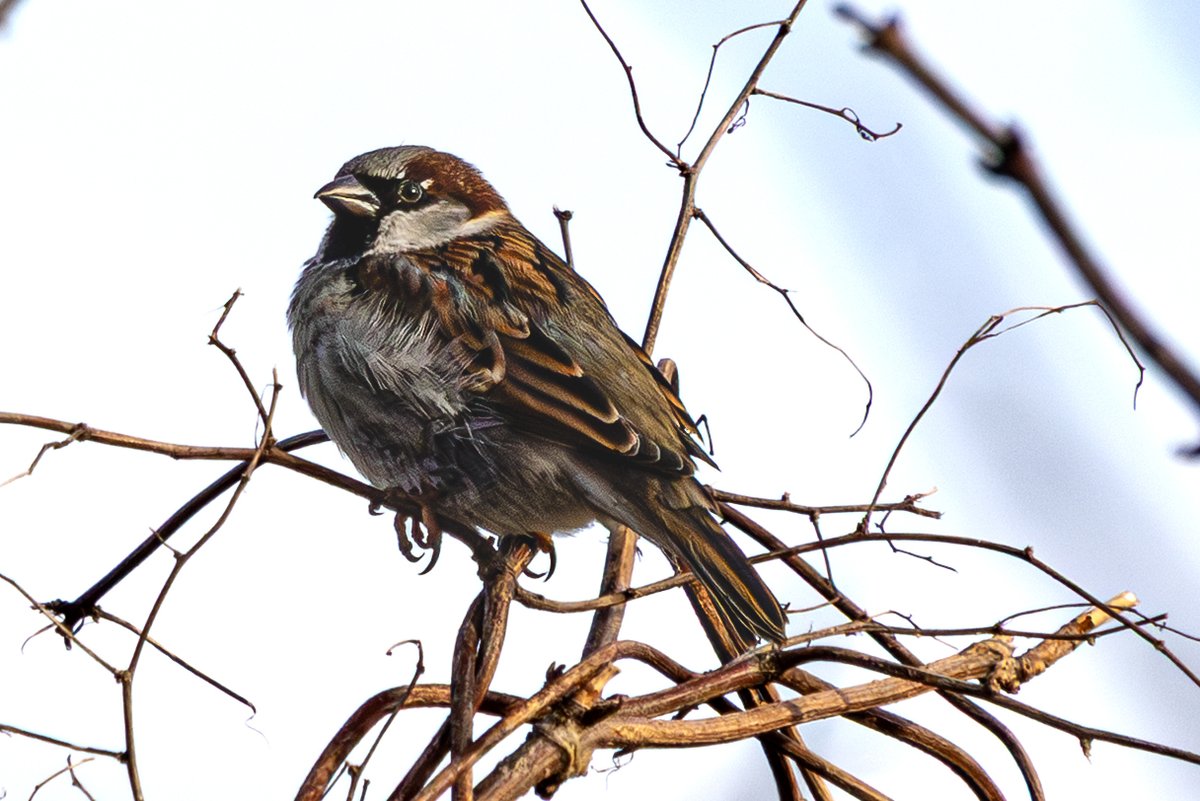 Ray Browell Photography tweet media