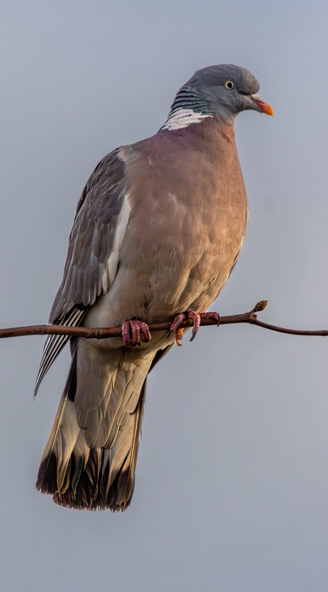 Ray Browell Photography tweet media