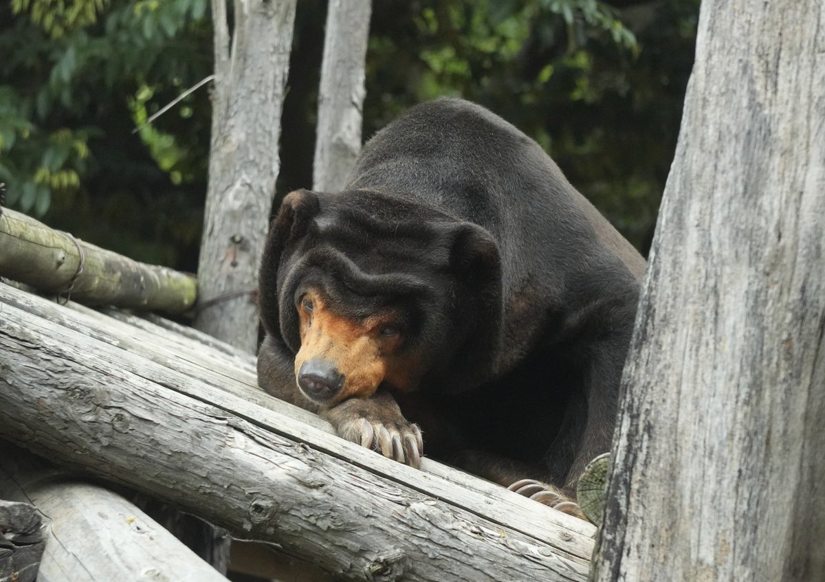 なかよしクマちゃんねる (@FavoriteBears) / Posts / X