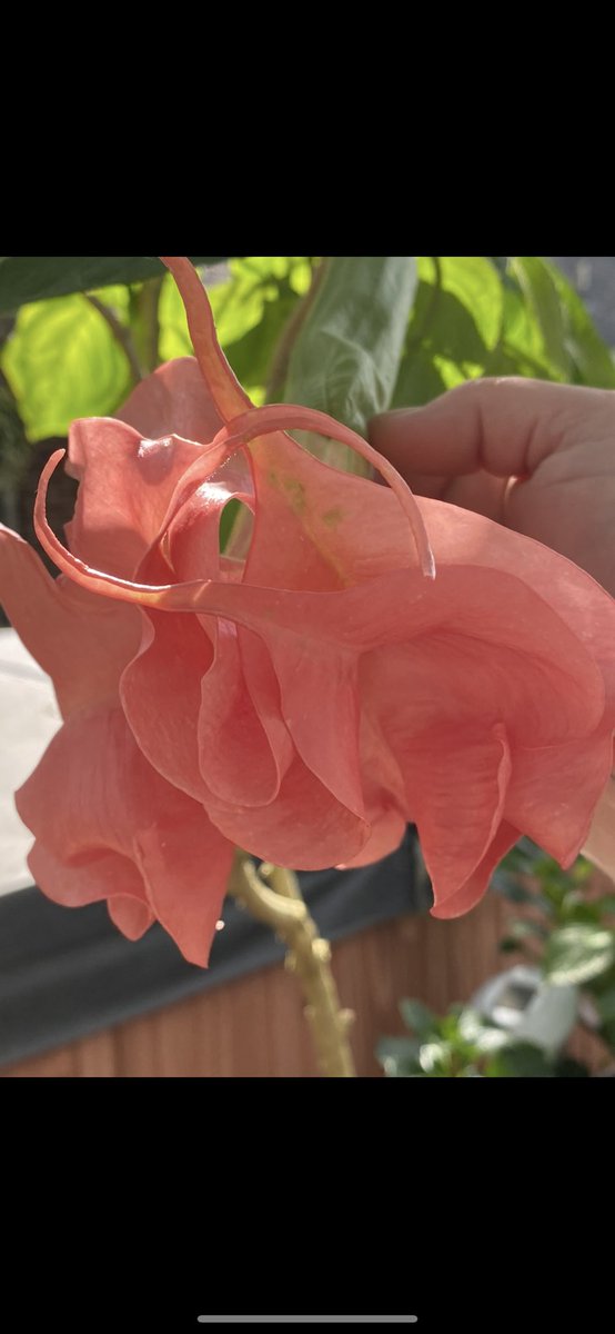 frankiesfight's tweet photo. Brugmansia has been grown in home gardens for decades upon decades, and in fact is so domesticated there are no longer a wild species in its native habitat. 

Just wash your hands after you touch it, unless you want something similar to belladonna eyes lol, and do NOT INJEST IT under any circumstance unless you have a very knowledgeable practitioner . It contains alkaloids that can be dangerous if used irresponsibly.

One of my favorite plants, VERY often confused with Datura.

picture #3 is registered at Brugmansia international and named after my daughter ‘Julianna’, which I grew this new variety from seed. (The one with two blooms in the photo)