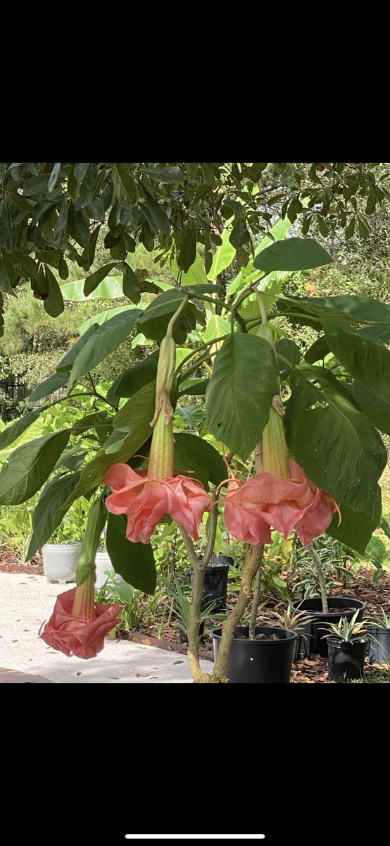 frankiesfight's tweet photo. Brugmansia has been grown in home gardens for decades upon decades, and in fact is so domesticated there are no longer a wild species in its native habitat. 

Just wash your hands after you touch it, unless you want something similar to belladonna eyes lol, and do NOT INJEST IT under any circumstance unless you have a very knowledgeable practitioner . It contains alkaloids that can be dangerous if used irresponsibly.

One of my favorite plants, VERY often confused with Datura.

picture #3 is registered at Brugmansia international and named after my daughter ‘Julianna’, which I grew this new variety from seed. (The one with two blooms in the photo)