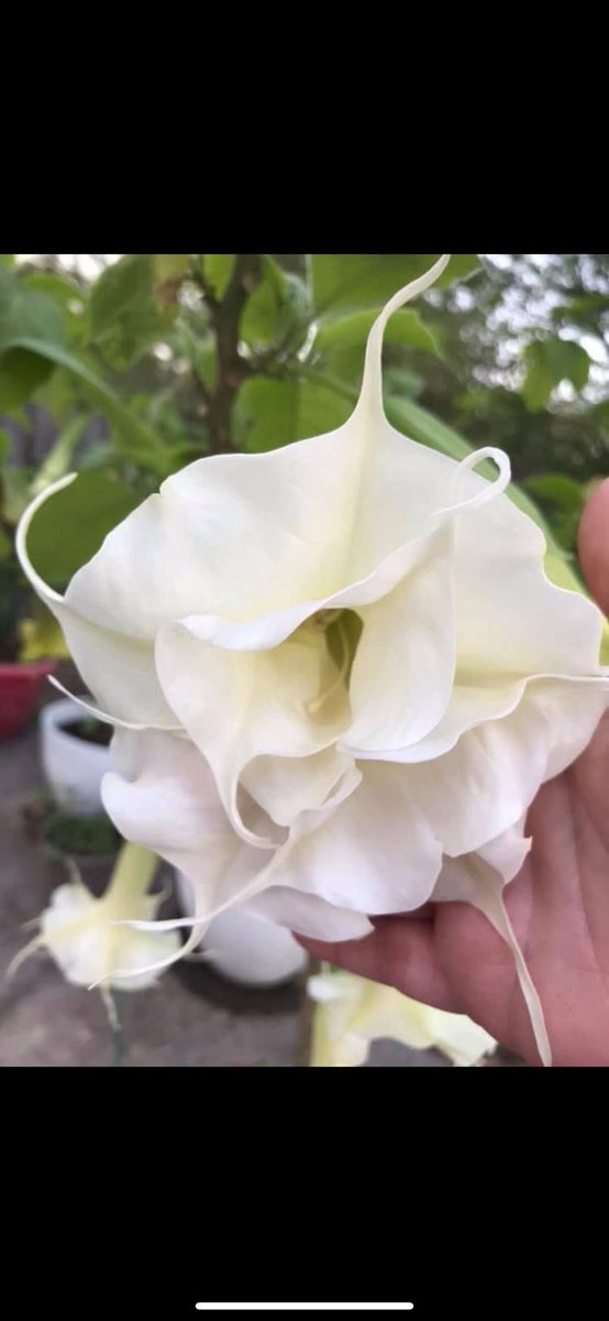 frankiesfight's tweet photo. Brugmansia has been grown in home gardens for decades upon decades, and in fact is so domesticated there are no longer a wild species in its native habitat. 

Just wash your hands after you touch it, unless you want something similar to belladonna eyes lol, and do NOT INJEST IT under any circumstance unless you have a very knowledgeable practitioner . It contains alkaloids that can be dangerous if used irresponsibly.

One of my favorite plants, VERY often confused with Datura.

picture #3 is registered at Brugmansia international and named after my daughter ‘Julianna’, which I grew this new variety from seed. (The one with two blooms in the photo)