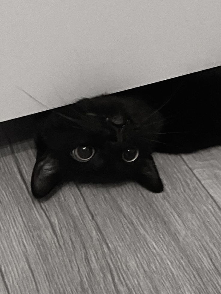 Black cats are not bad luck (@visualscat) on Twitter photo 