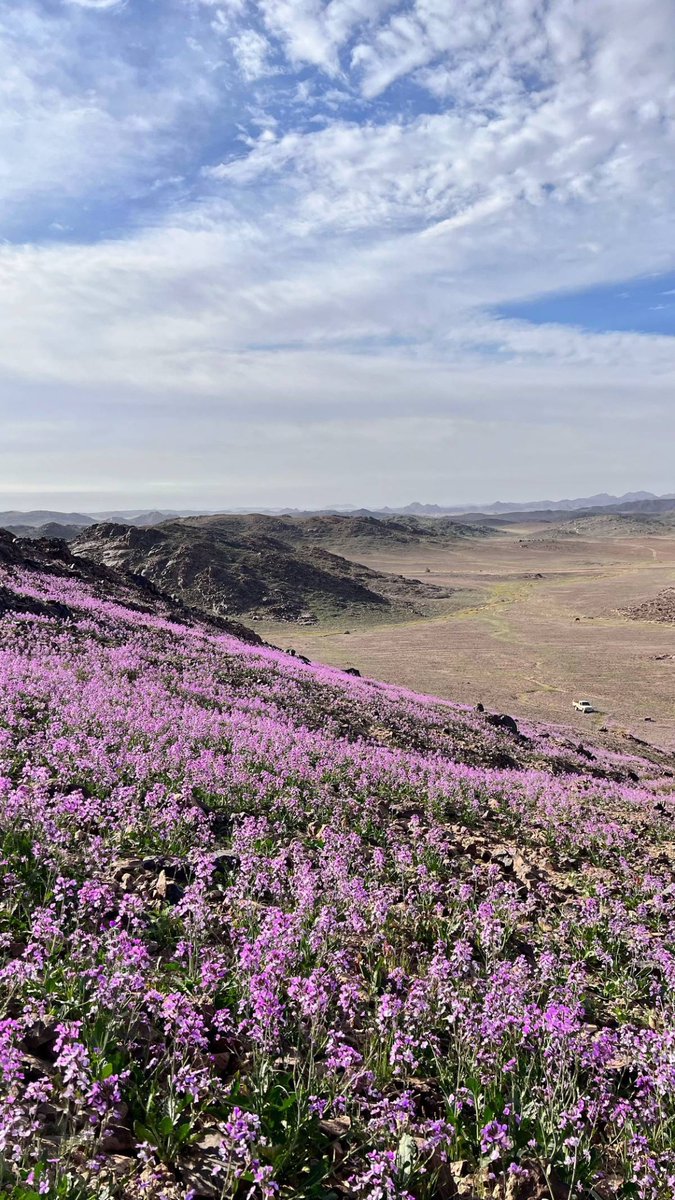 🌅 خزامى حائل