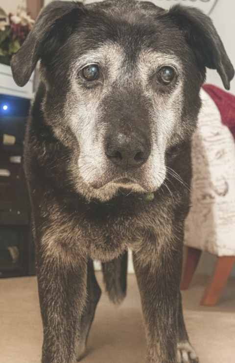 TweeetsOfDogs's tweet image. In Case You Forgot… Old Dogs Are Beautiful Too ❤️🥹