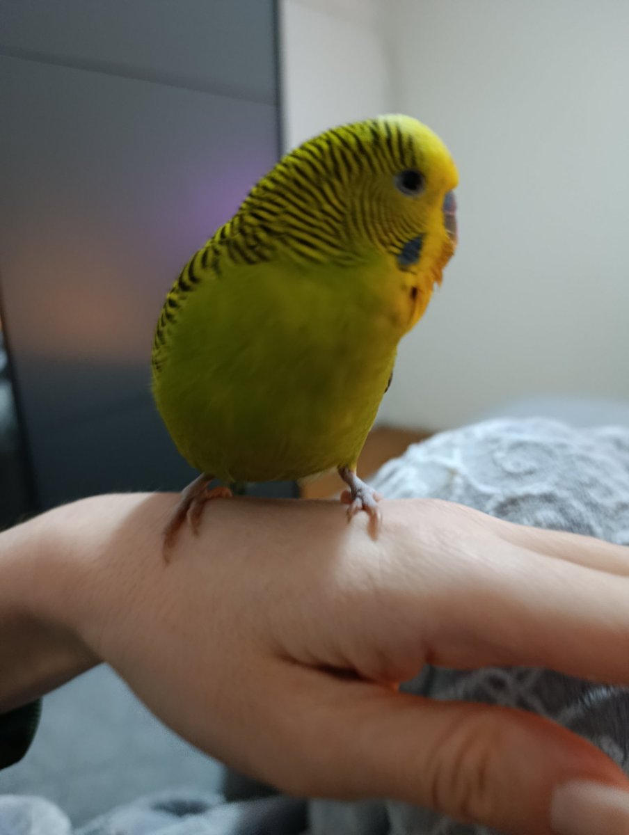 Sugar free tweet media