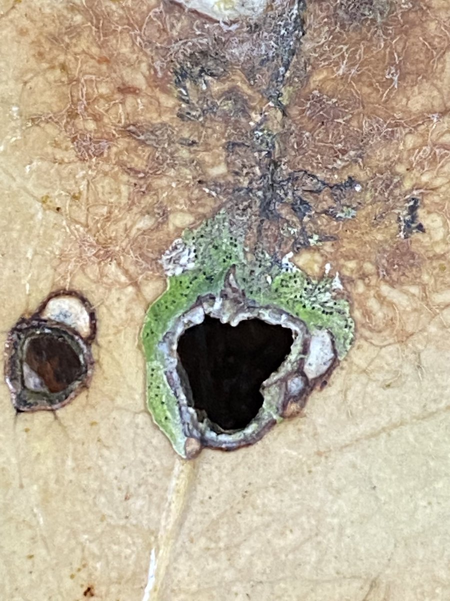 落ち葉に地衣類らしきものと
菌糸？っぽいもの
こんなの見つけて
中々進めないのだけど
凄く楽しい

2026-2/11
#天草のきのこ探し