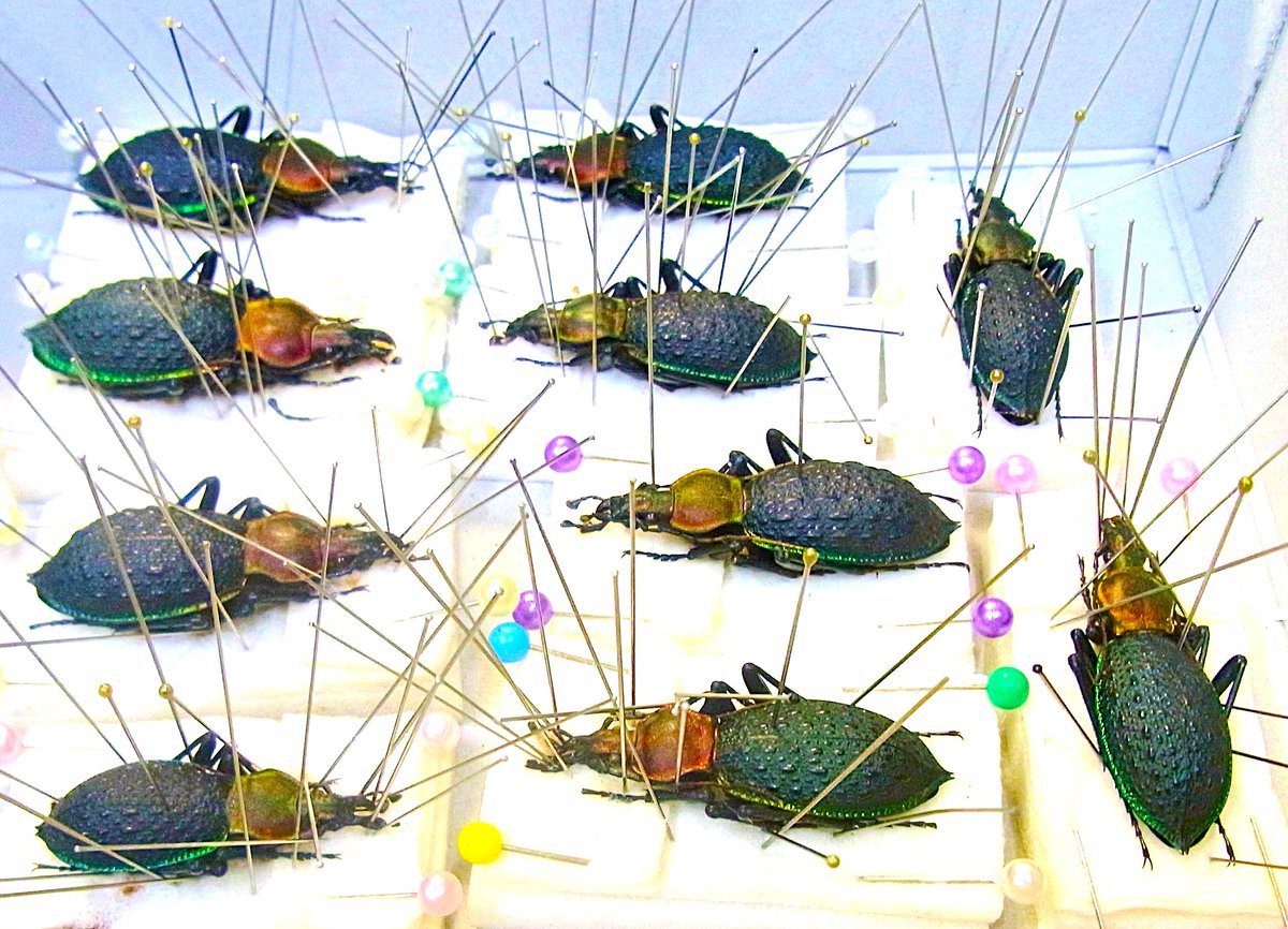 Carabus (Coptolabrus) ishizukai イシヅカカブリモドキ 本種の標本は