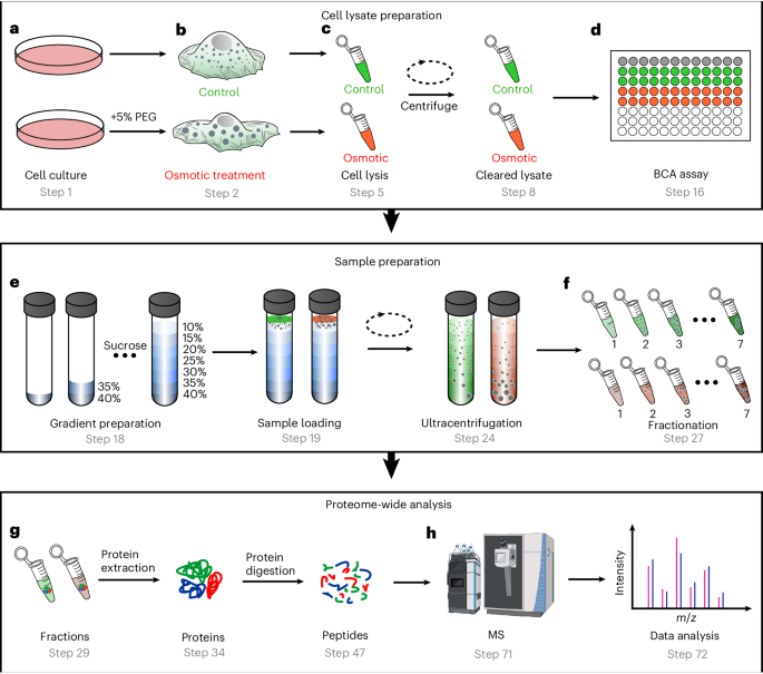 New Article! High-throughput identification of endogenous biomolecular condensates and phase-separating proteins dlvr.it/TQwGz2