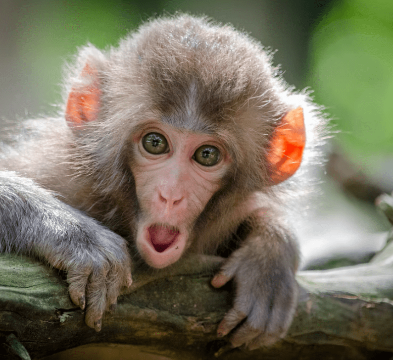 We Have No Idea How Much Pentagon Spent On Octopus ‘Hypnosis,’ Monkey Mind-Reading Studies dlvr.it/TQwHGY