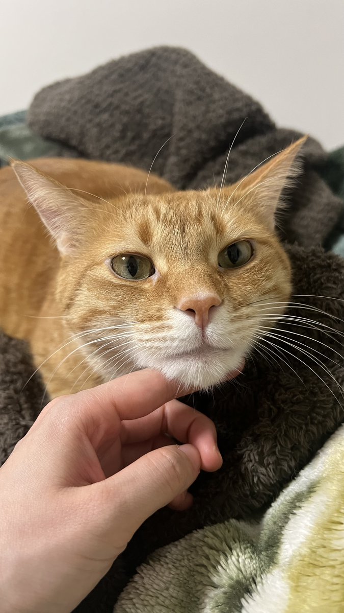 にゃも (@nyamo_nyanmo) / Posts / X