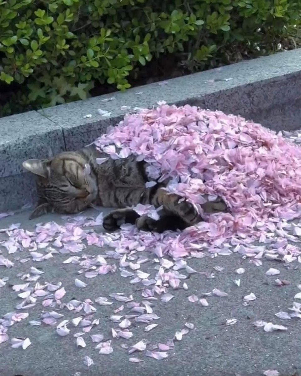 Dreaming under a blanket of Sakura🌸🌸🌸