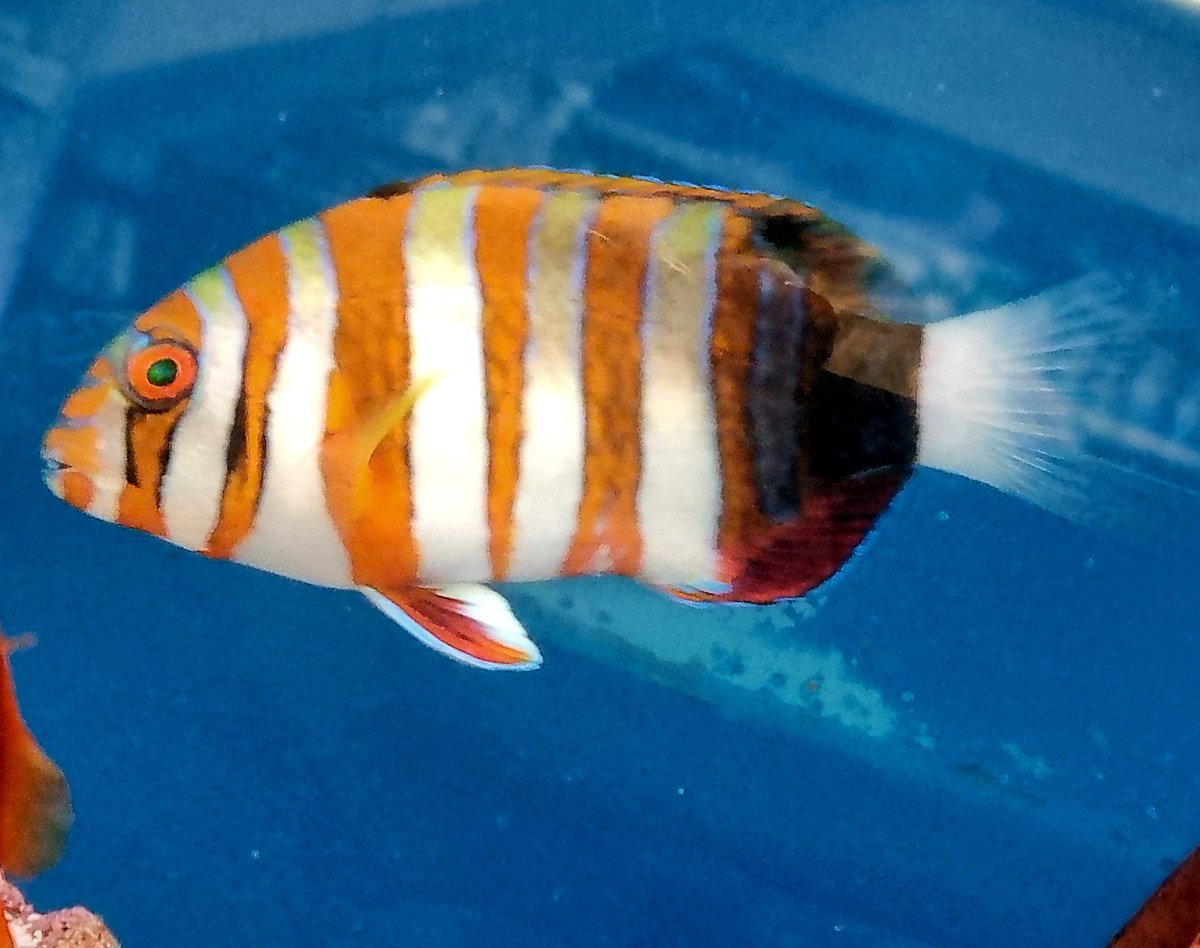 Lynda Jones tweet media