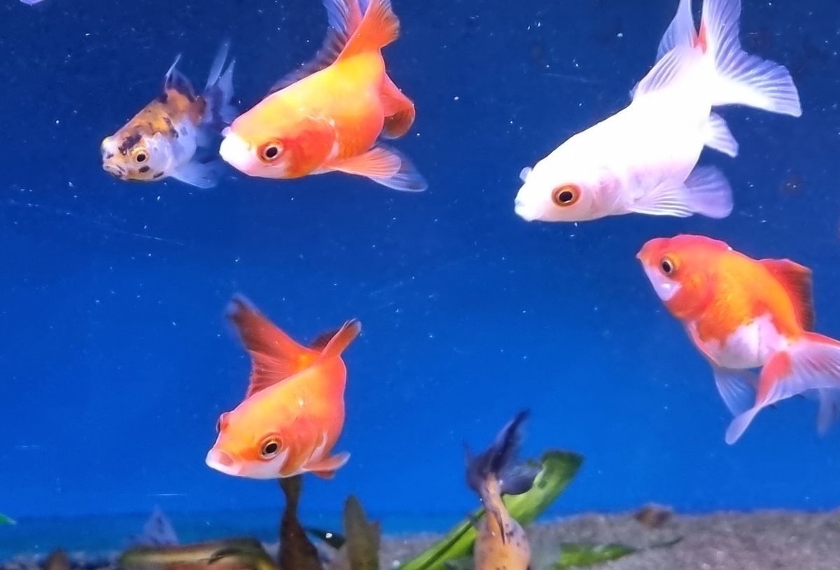 Lynda Jones tweet media