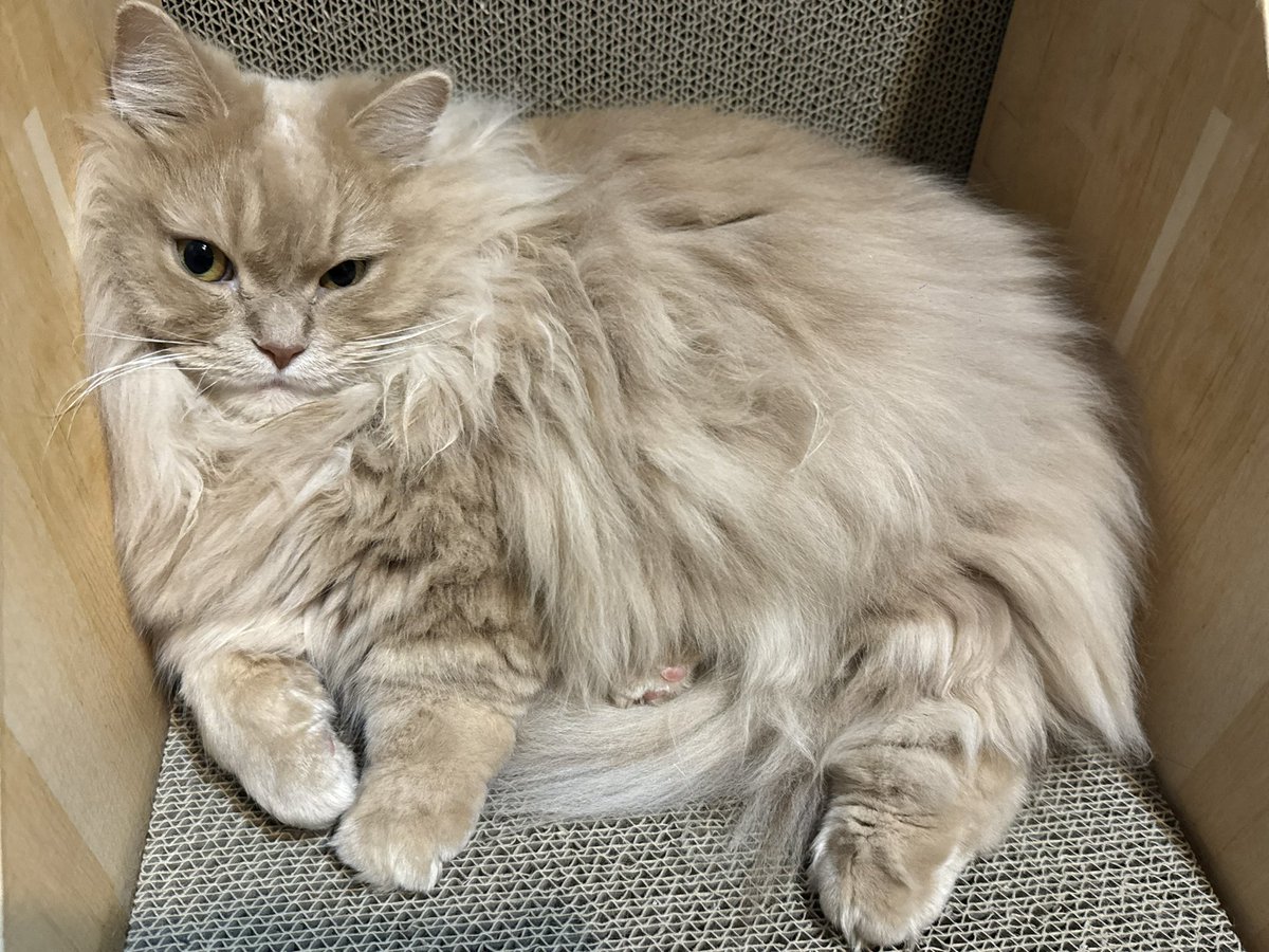 ダシマキレコード 猫の惑星/Planet of the Cats🪐🐱 (@realschranzcat