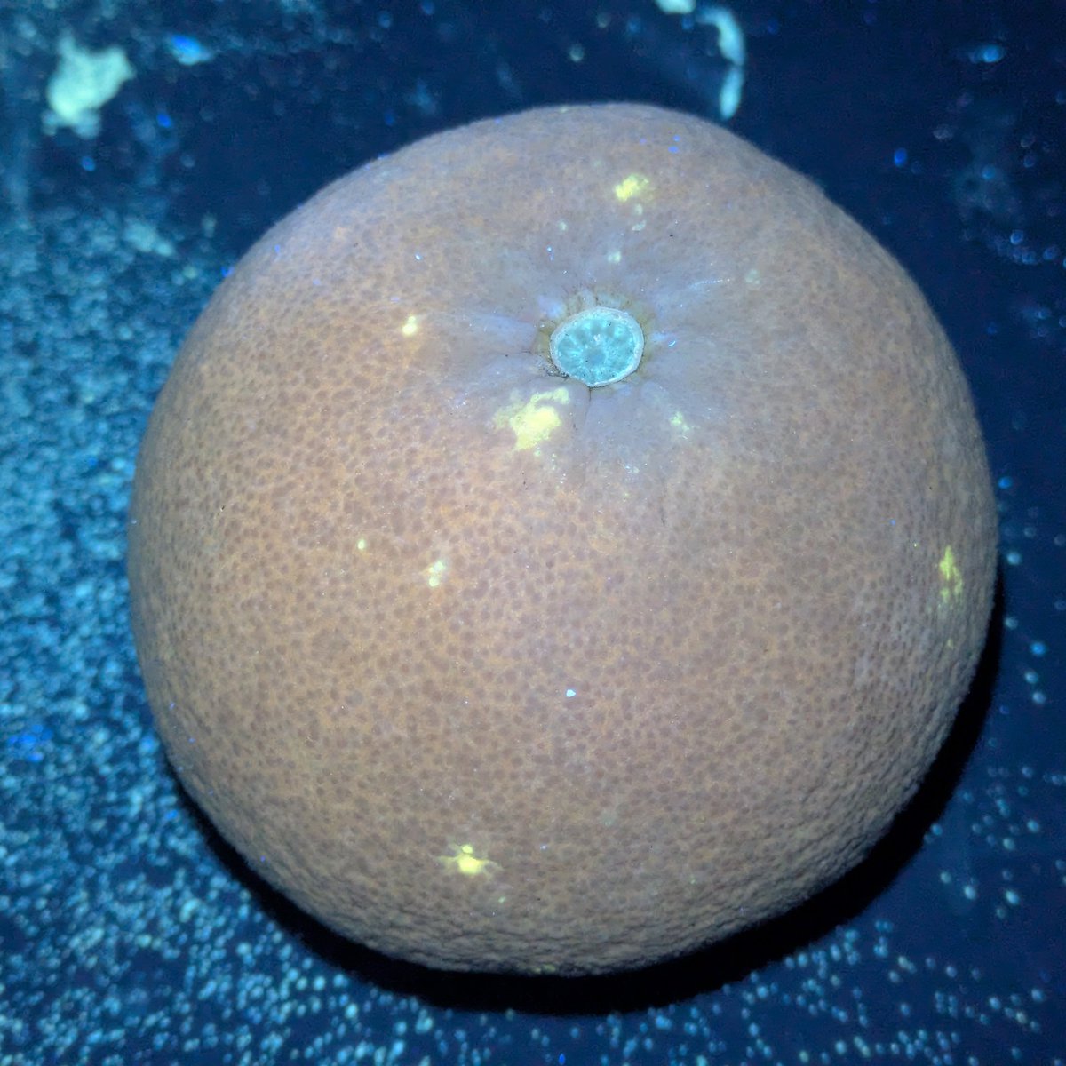 今日はネーブルオレンジかと思う柑橘を台所で見つけたので拉致😋 昨日