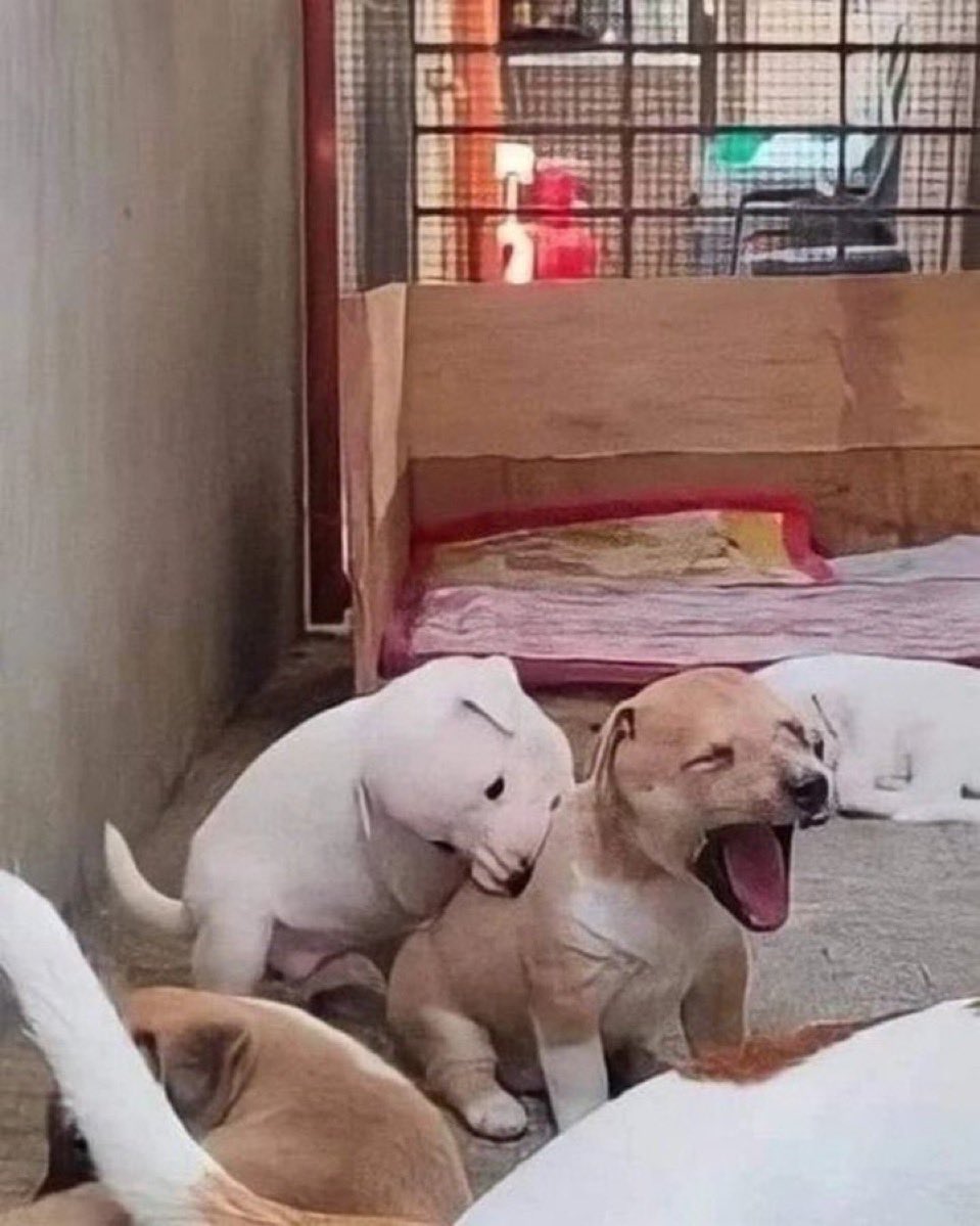 everything dogs 🐶 tweet media