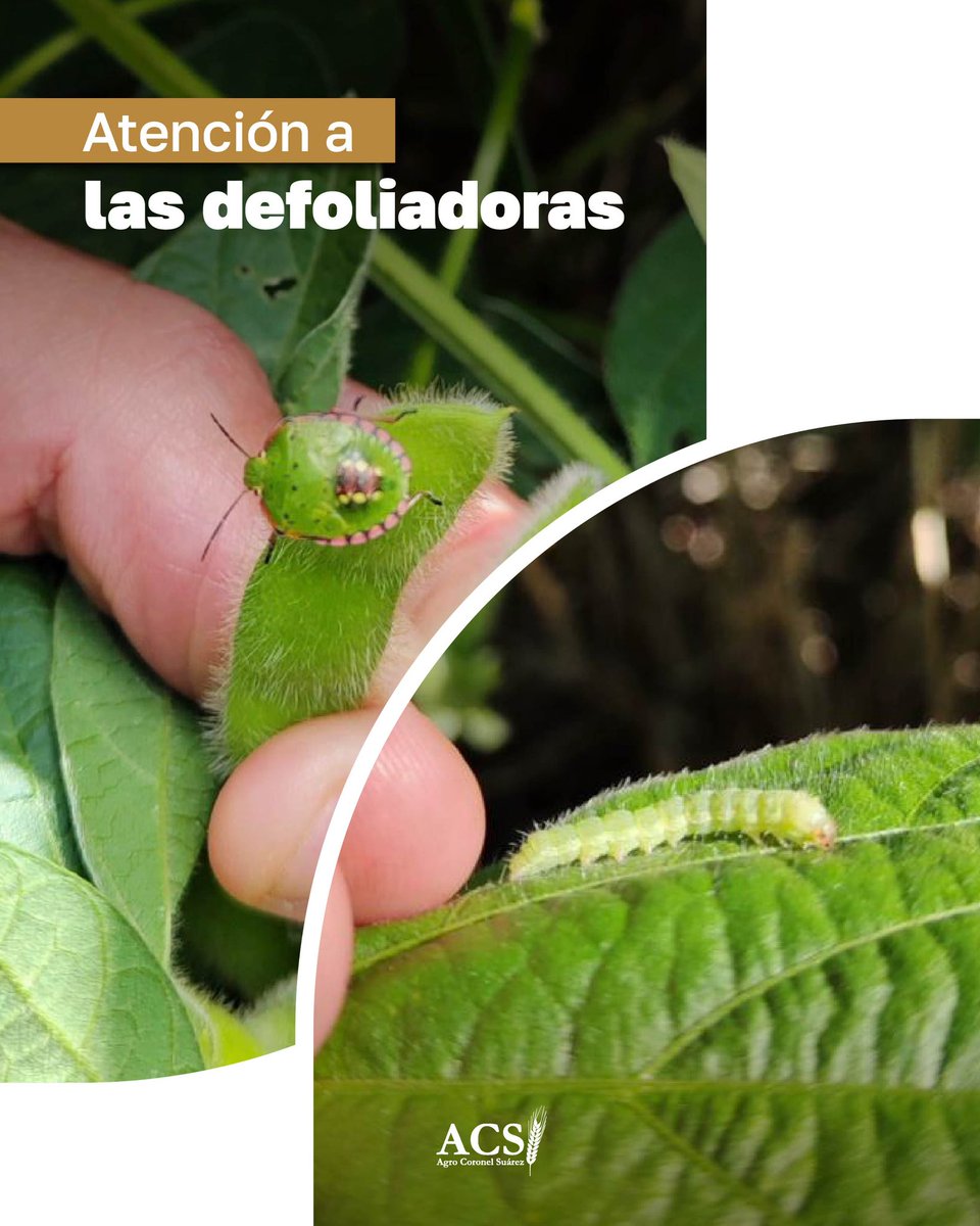 En soja y girasol, el monitoreo es clave en esta etapa del cultivo. Si aparecen daños, actuá a tiempo: en ACS contamos con insecticidas “picantes” para un control eficaz y rápido.

📍 Consultanos y elegí la mejor estrategia para tu lote.

#CompromisoAgro #insecticidas