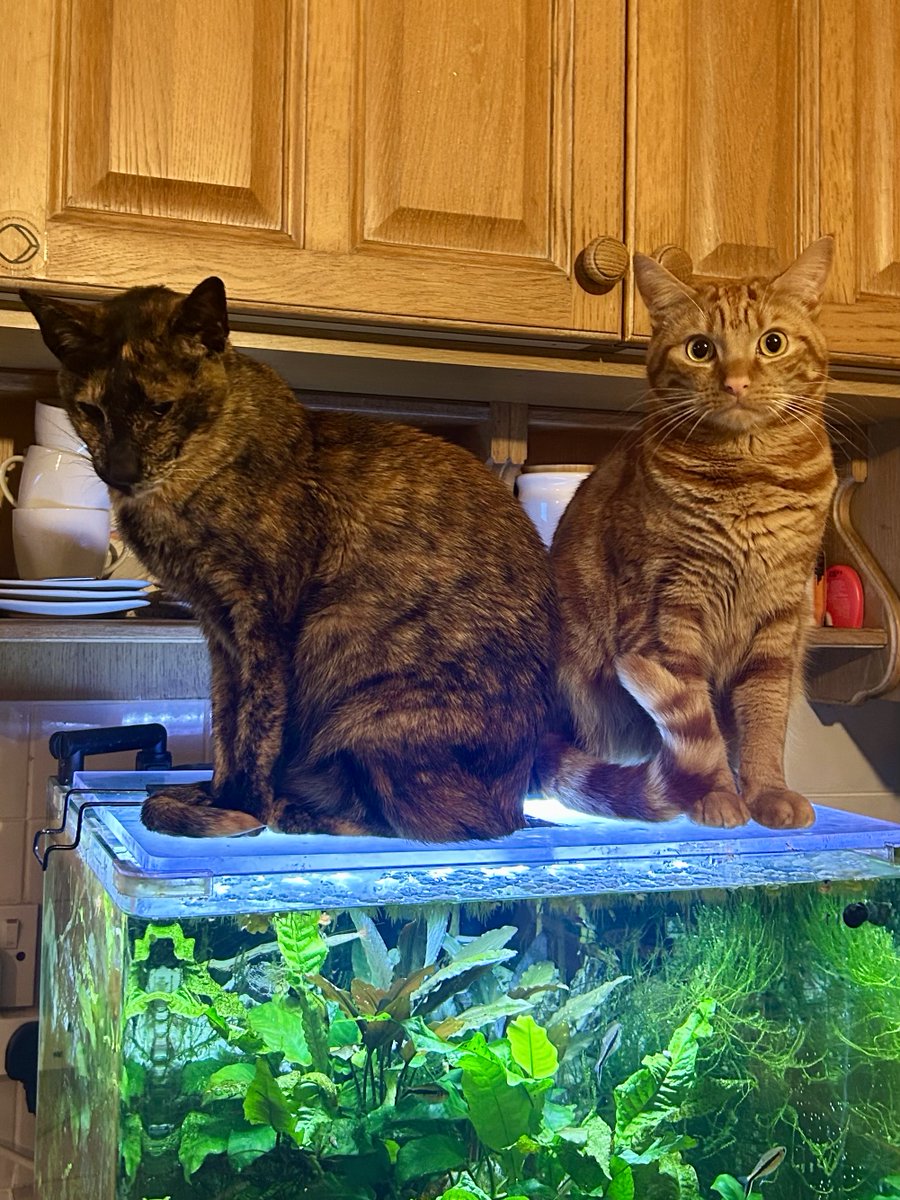 davidsupercat's tweet photo. Dilly and Jim 🥰. https://t.co/F2iOGdUw8T