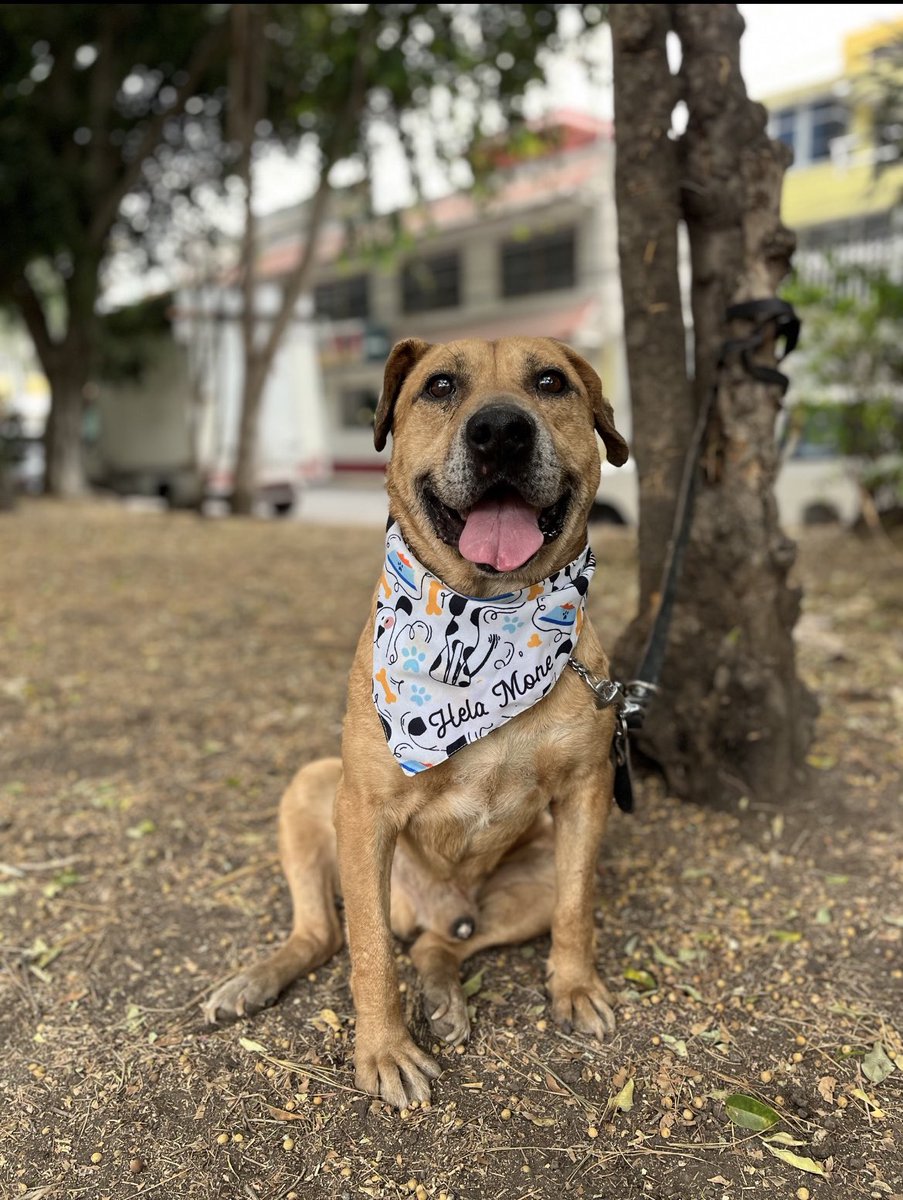 Ya que nadie quiere llevarse a casa a este viejito bonachón…😔
¿nos podrían ayudar a pagar su pensión por favor?

Necesitamos 12 padrinos de 100 pesos que ayuden al abuelito Poncho.🙏🏽