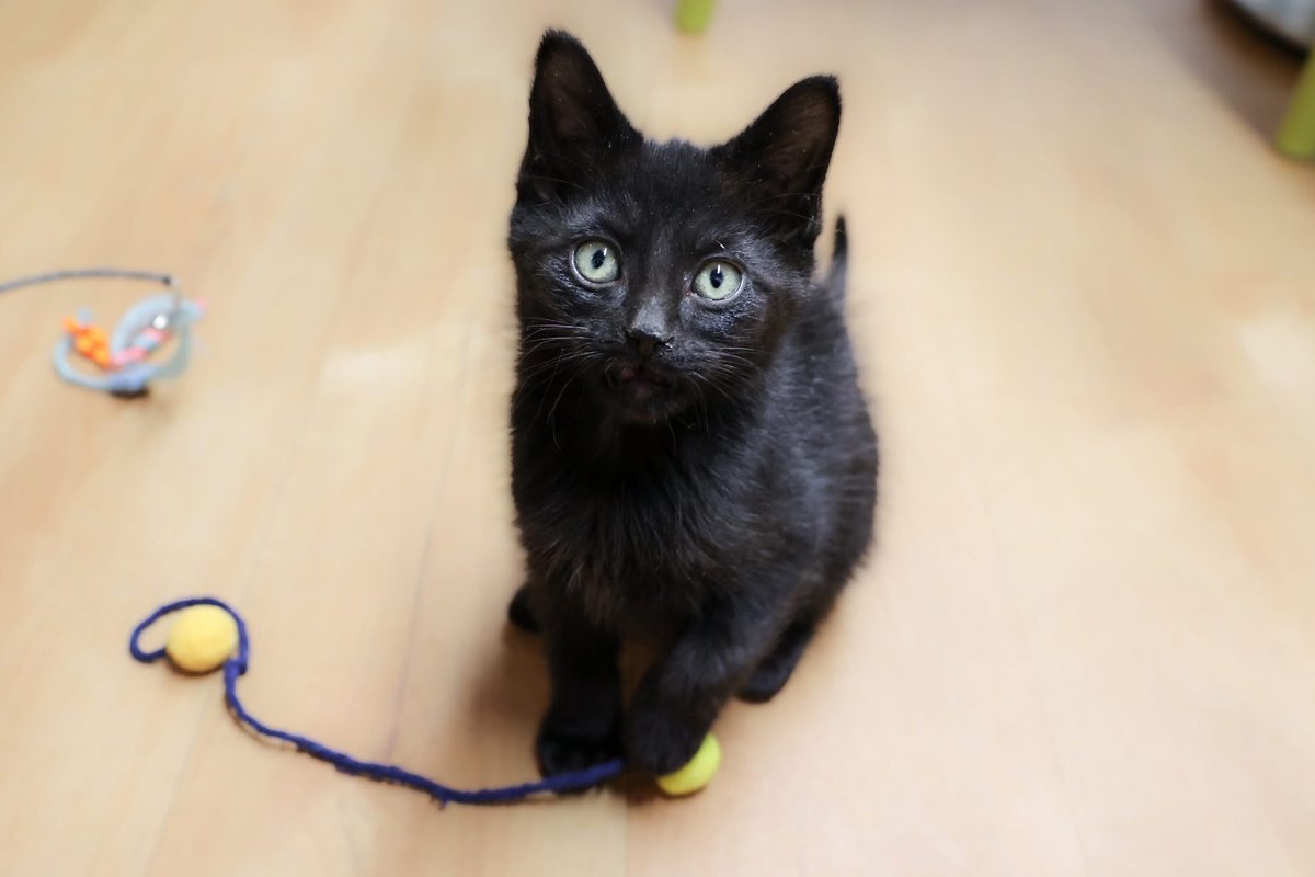 PAWSChicago tweet media