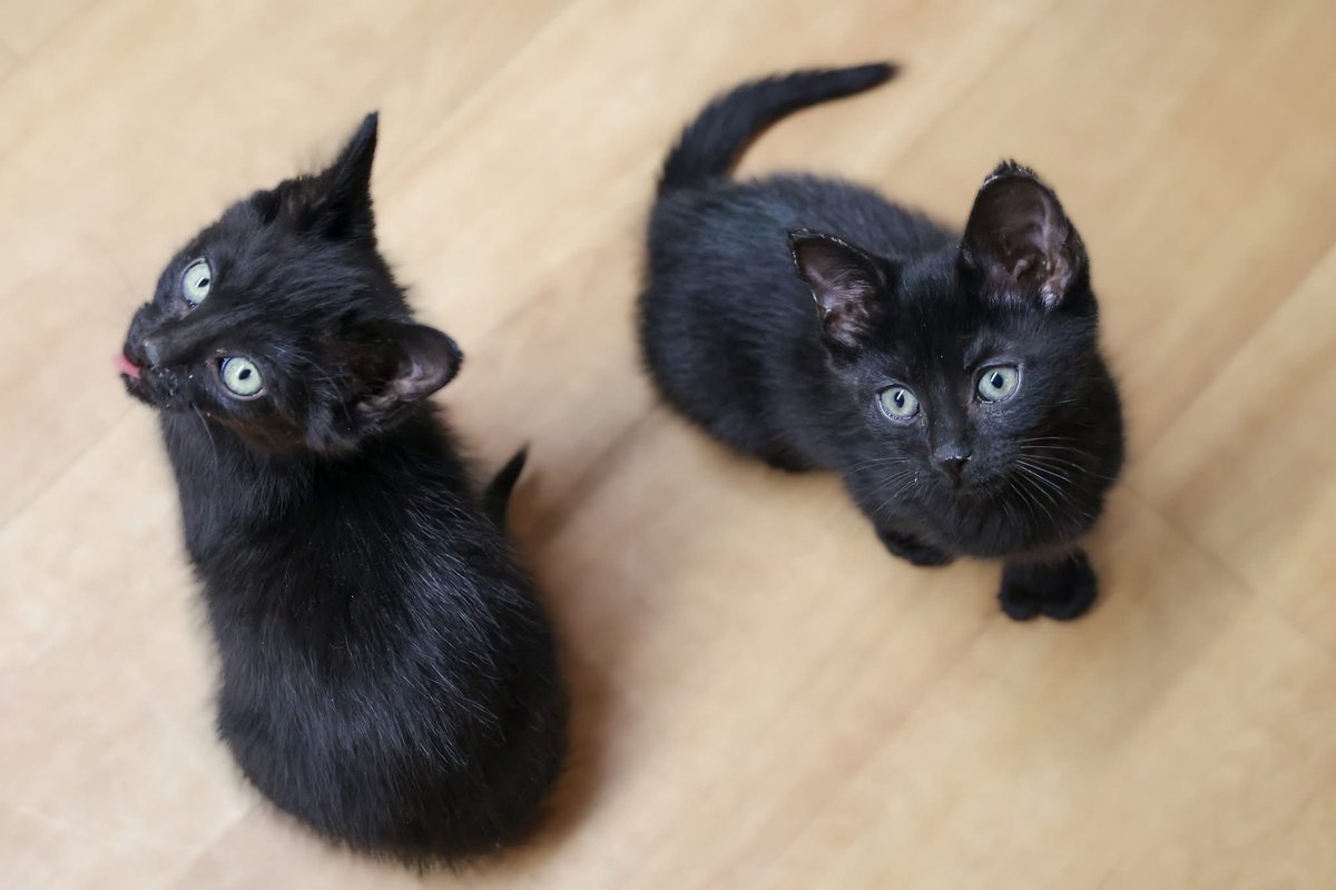 PAWSChicago tweet media