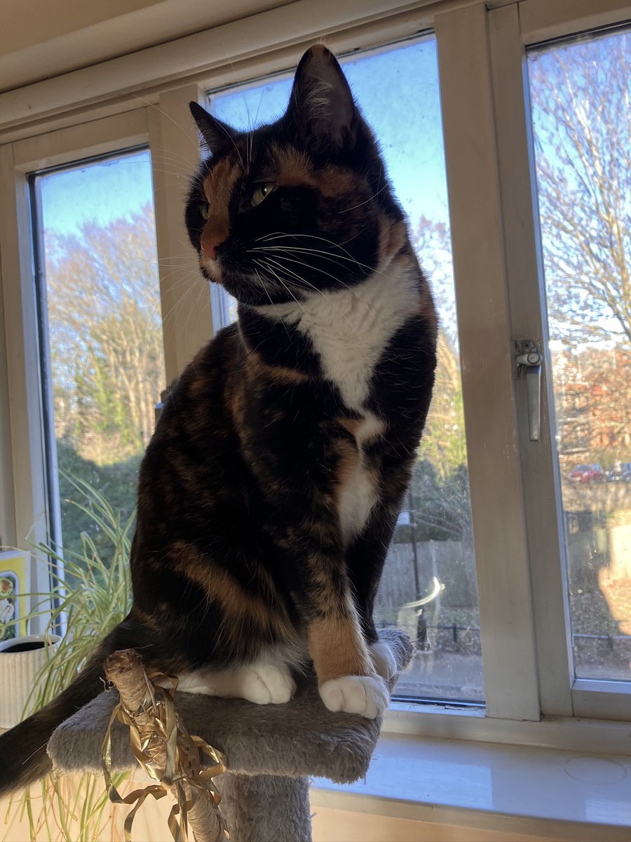 Stephanie Addington (she/her) tweet media