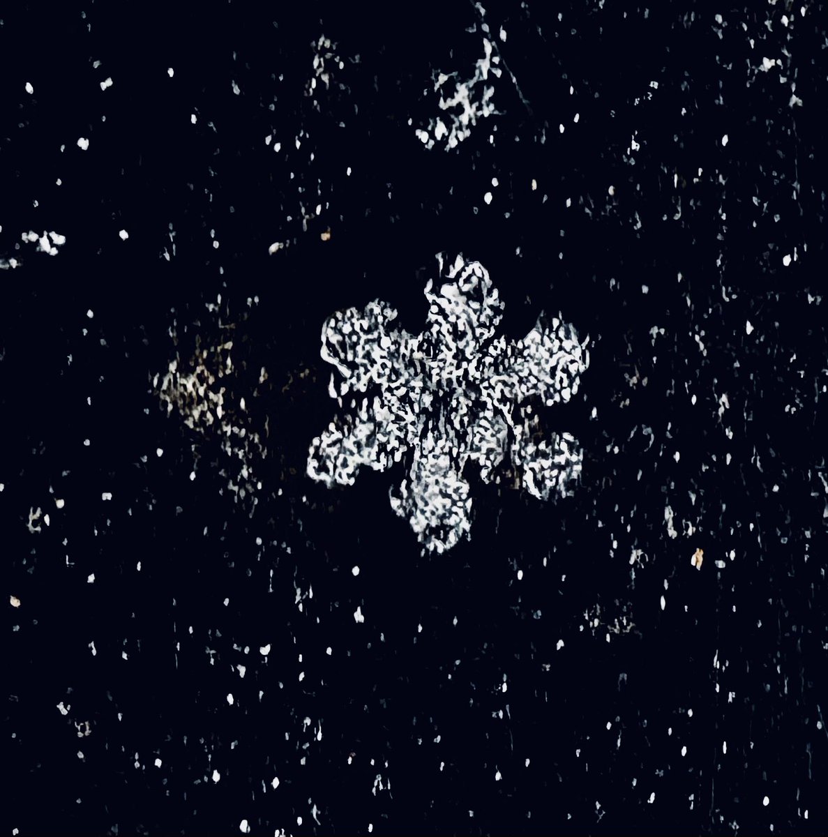 msmith154's tweet photo. God’s creations are so amazing ❄️♥️!

#snowday2026 https://t.co/s9NT7W0rfY
