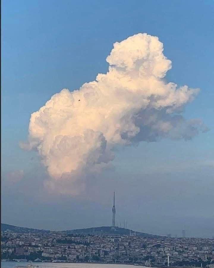 Cómo no va a estar bonito el cielo, si allá está mi perrito ❤️‍🩹