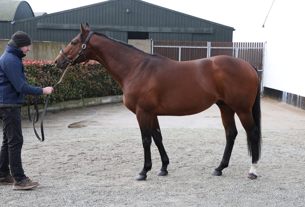 Bouttemont (Acclamation) has really filled out and become a powerful horse <a href="/RathbarryStud/">Rathbarry & Glenview</a> #IrishStallionTrail