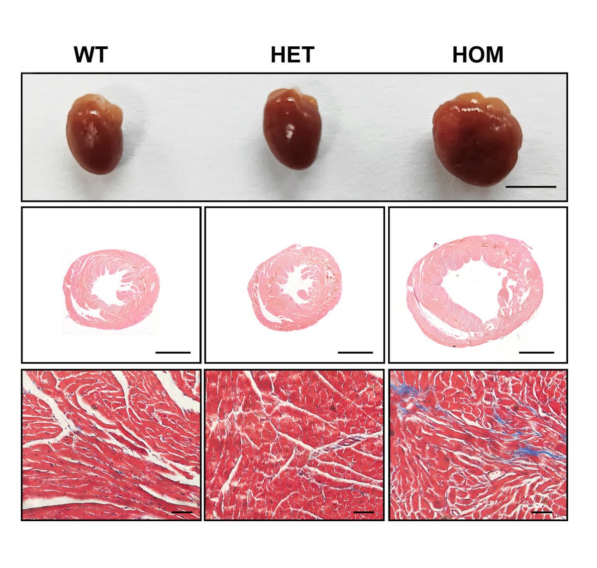 Circulation Research tweet media