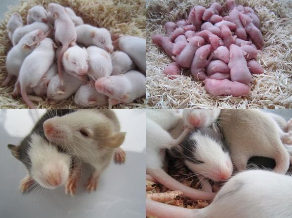 06shockwave tweet media