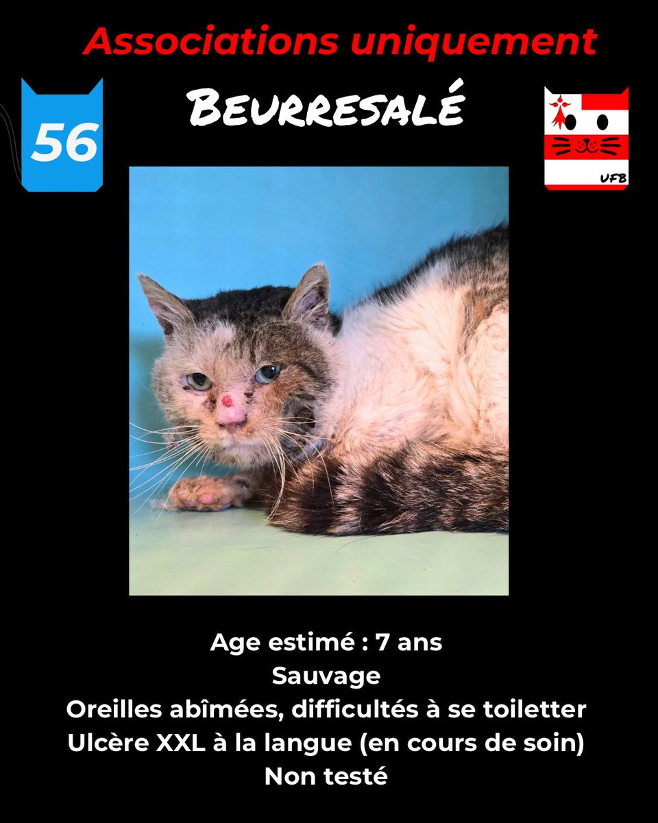 justineducern's tweet image. En Fourrière en Bretagne dépt 56  
J'ai été trappé , non identifié 
Seule une asso peut me sortir de cette fourrière car j'ai besoin de gros soins véto vu mon état  
mais avt le 06/02/2026  Renseignements:    
à Urgences Fourrières de Bretagne :    
 facebook.com/urgencesfourri…