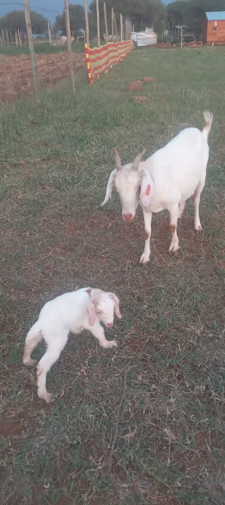 Thaps012's tweet image. Goodbye January you have been good to me

4 babies  👌