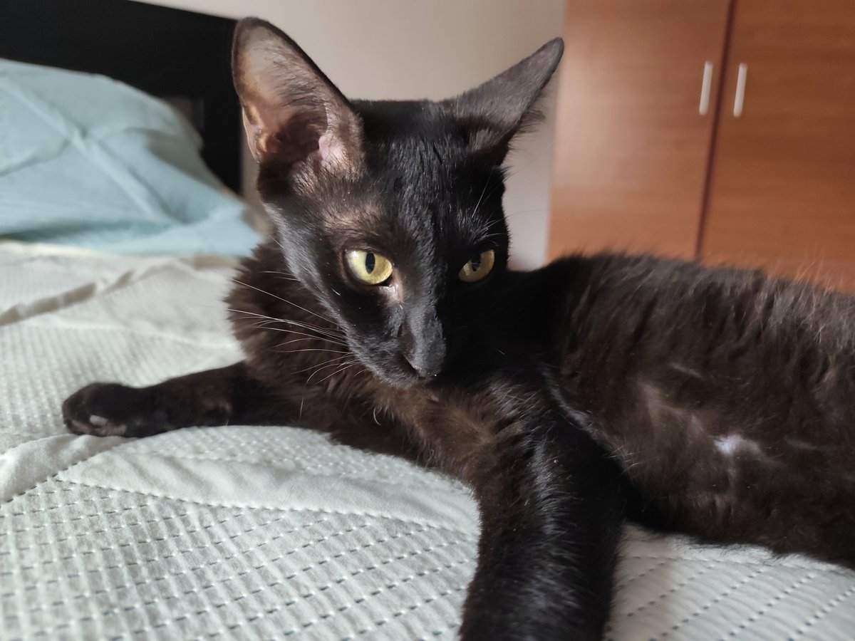 Fixparty_Art's tweet photo. COMISIONES DE EMERGENCIA ❗️

En todos mis servicios de comisiones estoy ofreciendo un 30% de descuento, la razón es que mi gato Geto está enfermo y necesito pagarle los exámenes del veterinario y el tratamiento 🤧

https://t.co/JXuJCkxaSG
https://t.co/TiGloVvQ8q https://t.co/bJyjIXVJBs