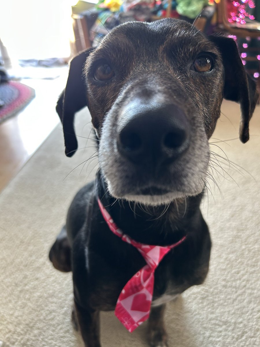 HounddogZenith's tweet image. Feeling houndsome 🩷❤️
#SaturdayVibes