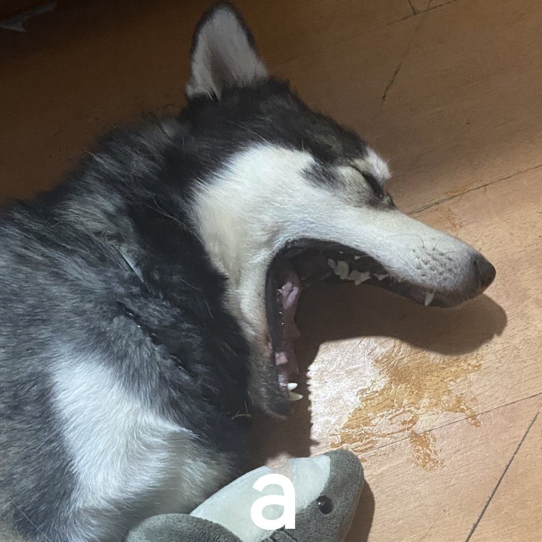 UniversitaryDog's tweet photo. @PaleoLazo @Judas_Iguano @ItsPepinoGamer Esta bien supongo https://t.co/1HUX9t7VFZ