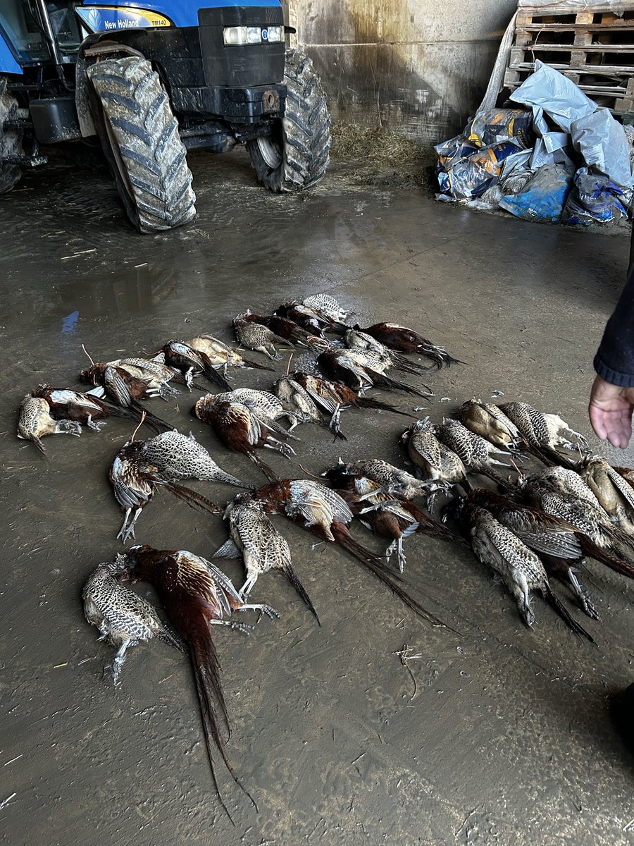 SouthWarbler's tweet image. A fine end to a Sporting Season - ready for a break shot every Saturday since 3rd week of Sept 2025!! #MemoriesMade #FieldtoFork