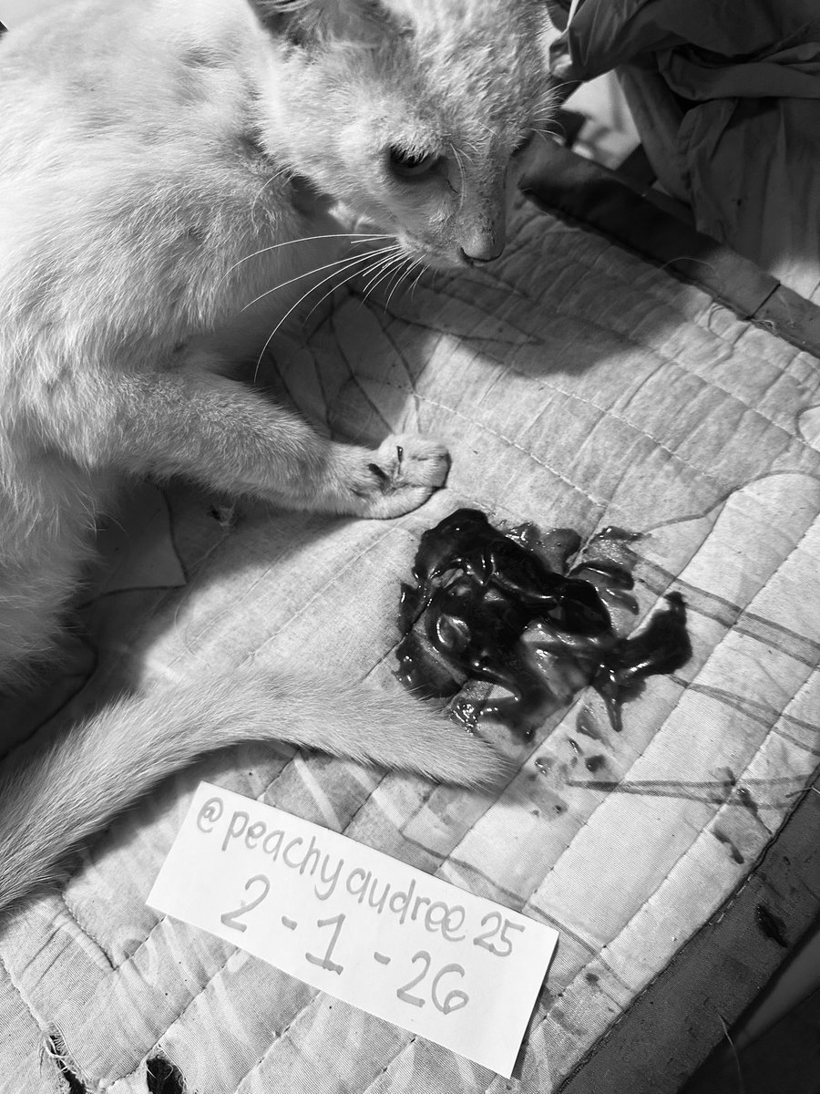 EMERGENCY UPDATE ON MALLOWS

ko-fi.com/i/IK3K61TCWHJ

2-1-26

Mallows is bleeding internally. Her organs are failing and she needs IMMEDIATE medical care.

Im begging for help even a RT can save her life.

Please don’t scroll past her…💔🐾
#SaveMallows #EmergencyVet