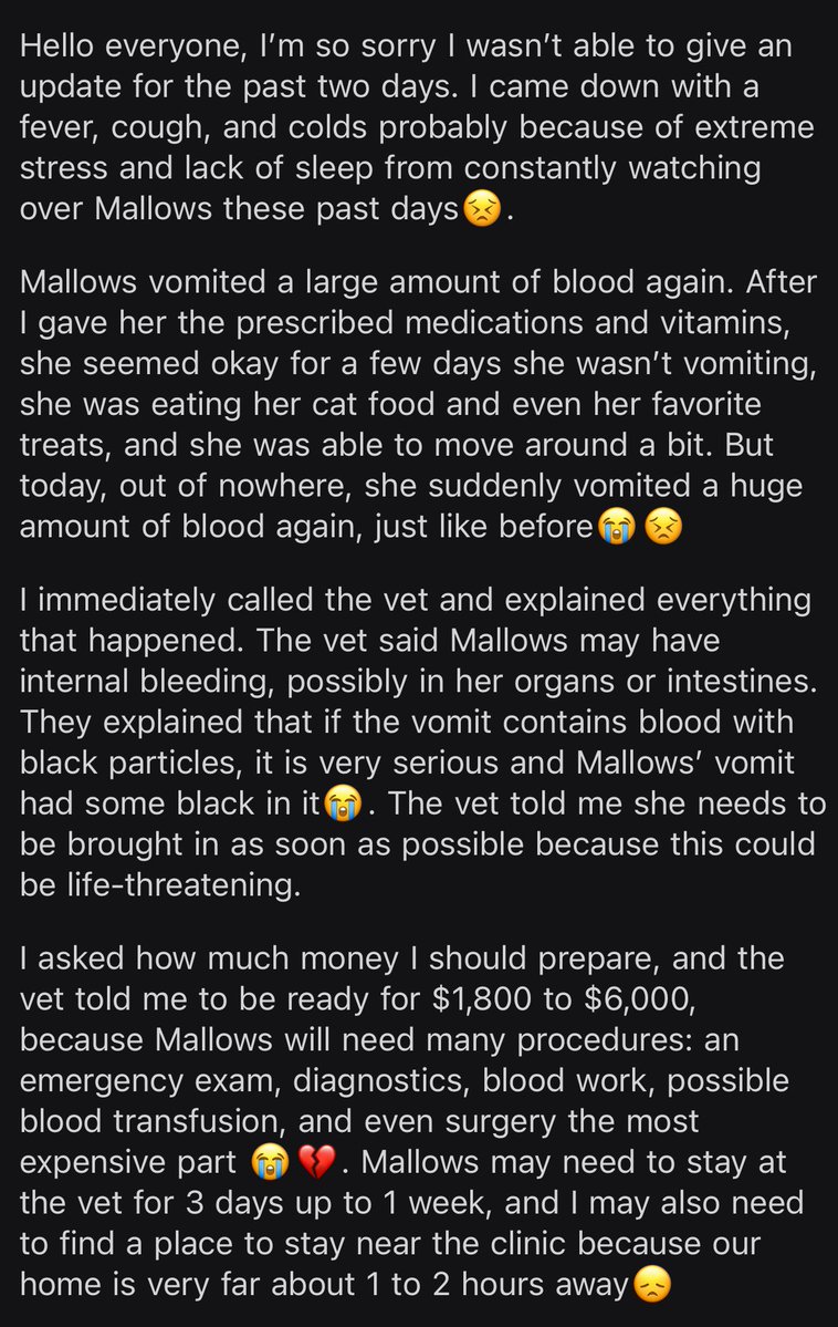 Neko✨🌸 tweet media