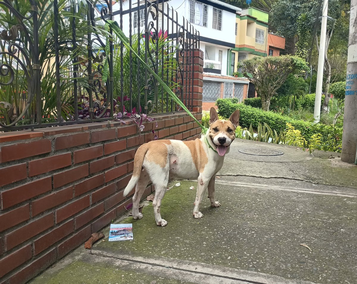 Hola gente de Bucaramanga y sus alrededores, busco su ayuda. En resumen, un vecino acogió esta perrita, luego la abandonó lejos, ella fue capaz de regresar, pudimos reunir para operarla porque estaba en celo, y actualmente busca casita y amor para siempre. RT por favor 💕