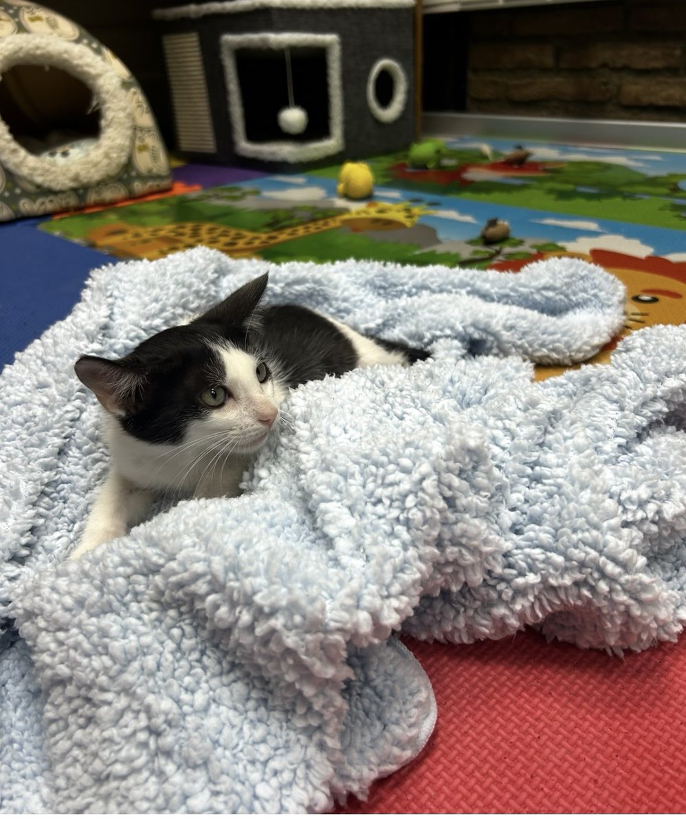 Tengo muchos 🐱 lindos en adopción #Santiago Tienen app 2/3 meses y hacen en arenero. Si te interesa conocerlos me escribes 56 998885108 Me ayudan difundiendo 🙏🏻 <a href="/AnimalParaiso/">AnimalParaíso</a> <a href="/muni_santiago/">munistgo_</a> <a href="/urrutia_sonia/">Sonia Urrutia</a> <a href="/F_GarrasyPatas/">Garras y Patas</a> <a href="/ConyCapelli/">Cony Capelli</a> <a href="/kattykowaleczko/">Katty Kowaleczko</a> <a href="/DanielVitis/">Daniel Vitis</a> <a href="/Muni_provi/">Muniprovi</a>